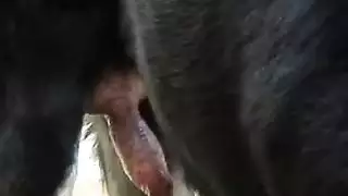 سكس نيك بنات هايجين من كلب جهايج ناررر