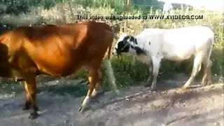 تزاوج وحشي: فيلم جنس حيواني غير مقطوع