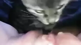 إباحية فروي: لعق وأنين